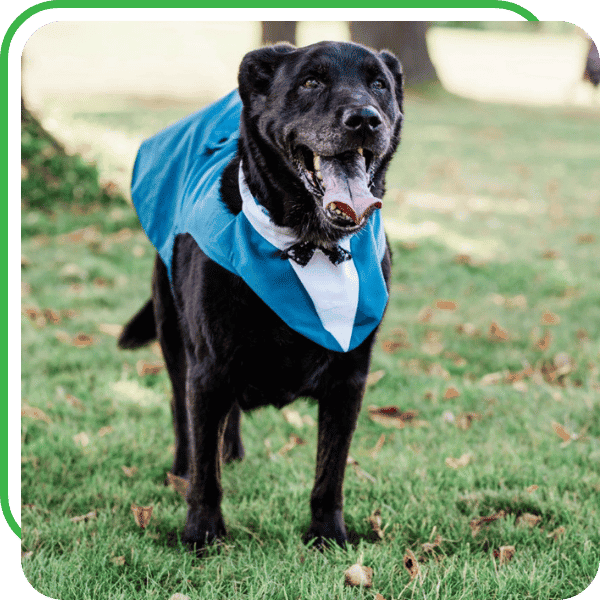 Wedding Pet Attendant