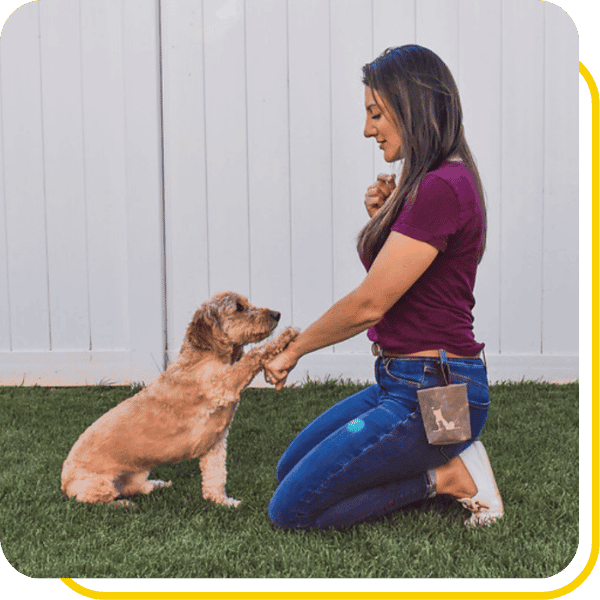 Dog Training Dog Days Pet Care