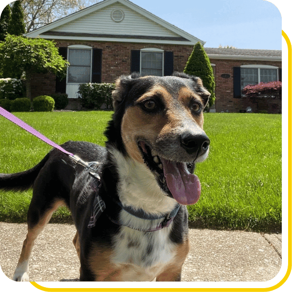 Dog Walking Dog Days Pet Care