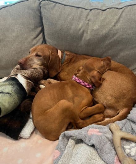 Dogs cuddling on couch during a pet sitting visit