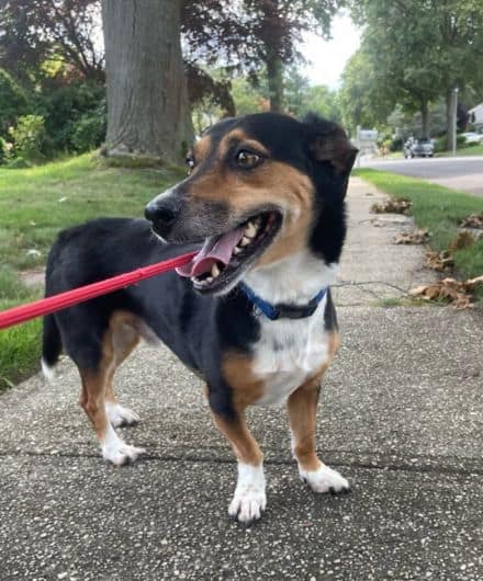 Small dog walking during a dog walking service by Dog Days Pet Care in Central Suffolk on Long Island