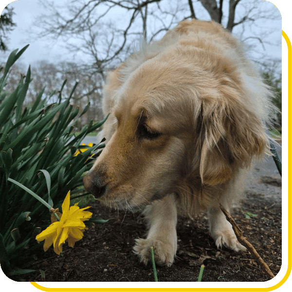 Dog smelling a flower in Our Central Suffolk service areas