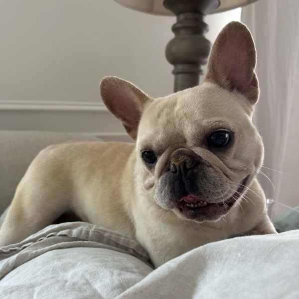Home Sweet Home 24 hour pet care services client dog