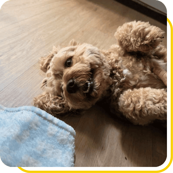 Join the Dog Days family and count on our team during long workdays and travel!