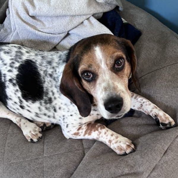 beagle in dog bed during an almost overnight service