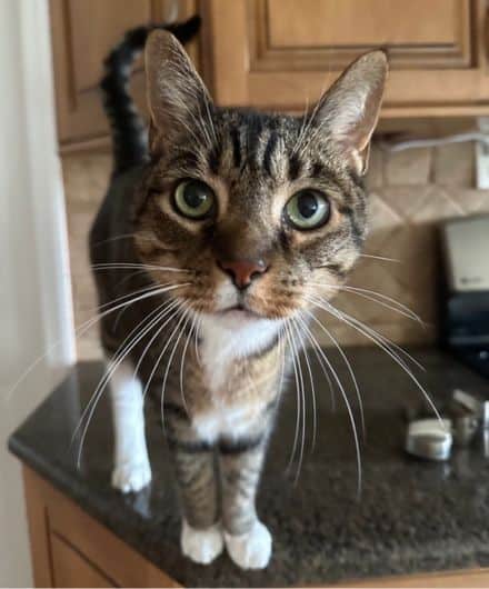 pretty kitty during Cat Sitting & Small Animal Care visit on Long Island New York cat sitter